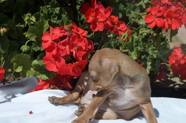 slinky, an adopted mixed breed in Bakersfield, CA image 3/3