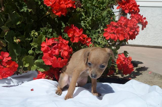 slinky, an adopted mixed breed in Bakersfield, CA image 2/3
