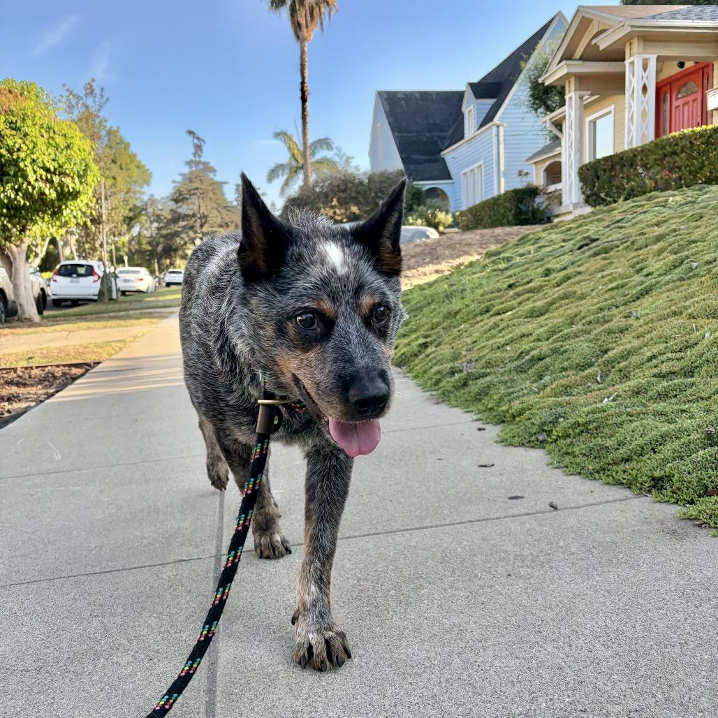 Enlarge Chuck Wagon, a Adoptable Cattle Dog in Los Angeles, CA image 1/6