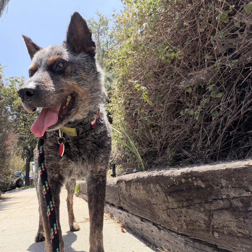 Enlarge Chuck Wagon, a Adoptable Cattle Dog in Los Angeles, CA image 2/6