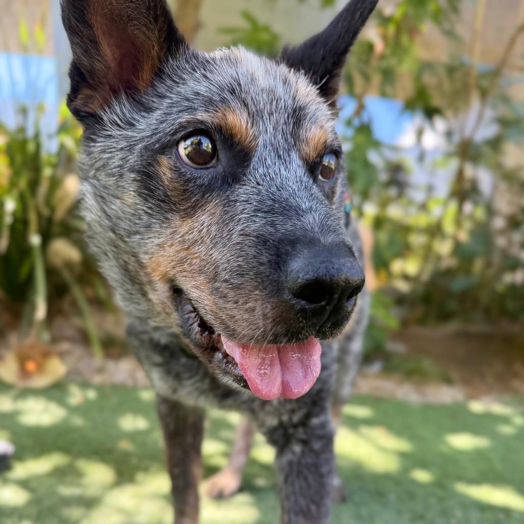 Enlarge Chuck Wagon, a Adoptable Cattle Dog in Los Angeles, CA image 3/6