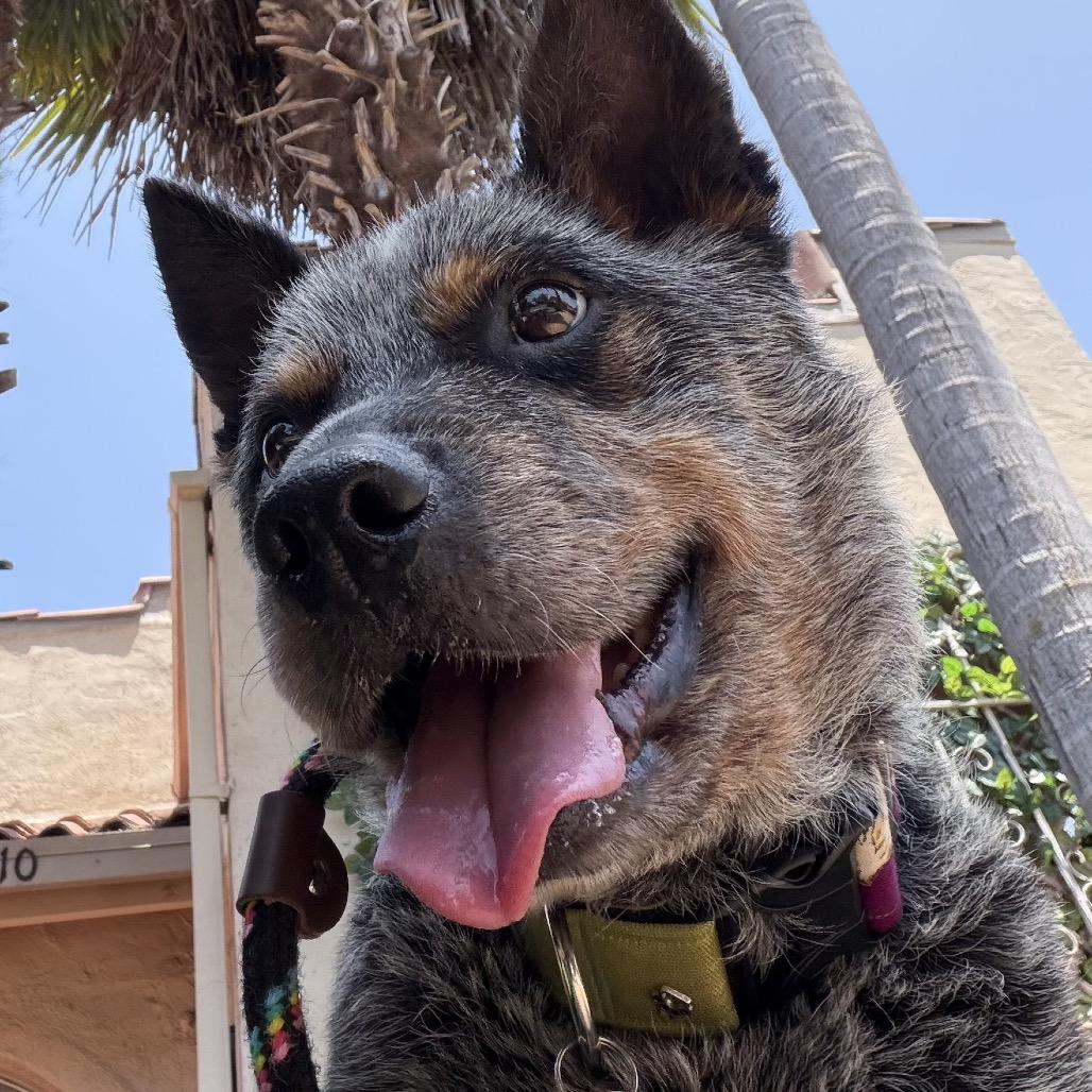 Enlarge Chuck Wagon, a Adoptable Cattle Dog in Los Angeles, CA image 4/6