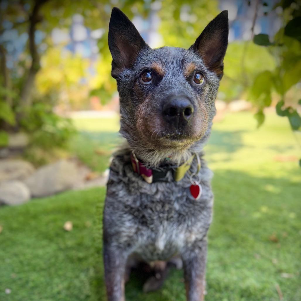Enlarge Chuck Wagon, a Adoptable Cattle Dog in Los Angeles, CA image 5/6