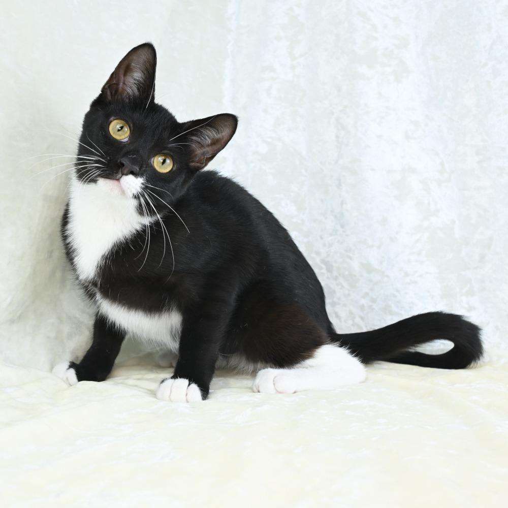 Bedelia, Adoptable, Young Female Domestic Short Hair.