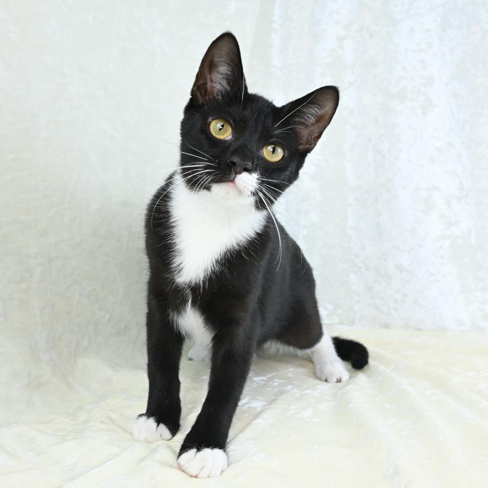 Enlarge Bedelia, a Adoptable Domestic Short Hair in Mobile, AL image 2/6