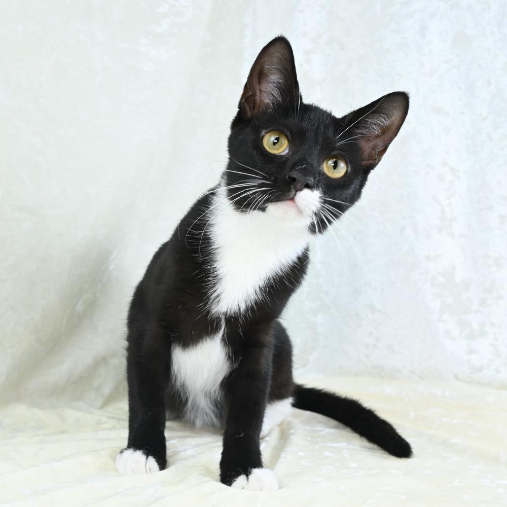 Enlarge Bedelia, a Adoptable Domestic Short Hair in Mobile, AL image 3/6