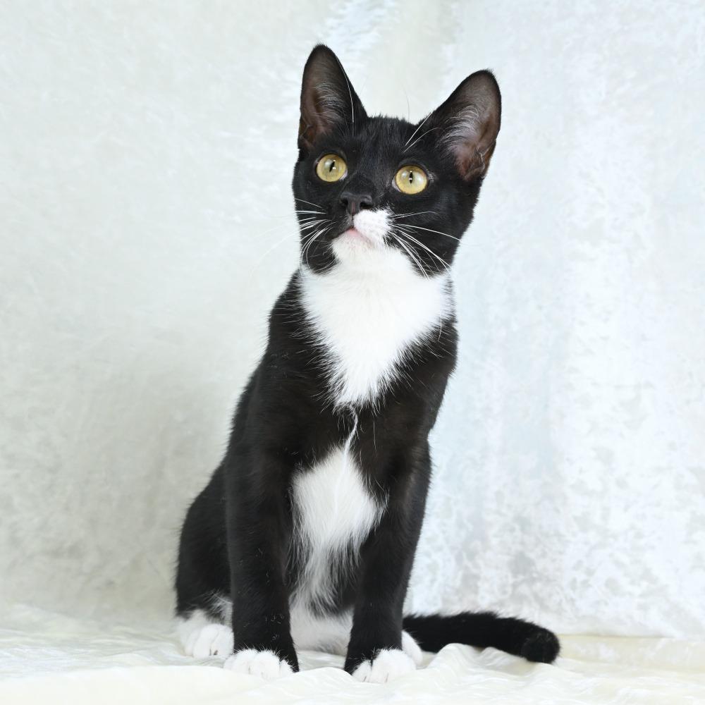 Enlarge Bedelia, a Adoptable Domestic Short Hair in Mobile, AL image 4/6
