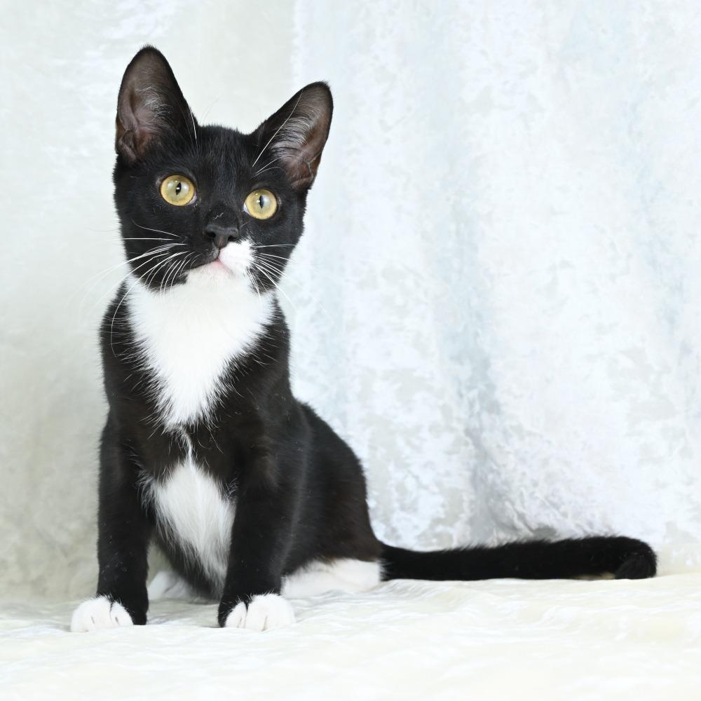 Enlarge Bedelia, a Adoptable Domestic Short Hair in Mobile, AL image 5/6