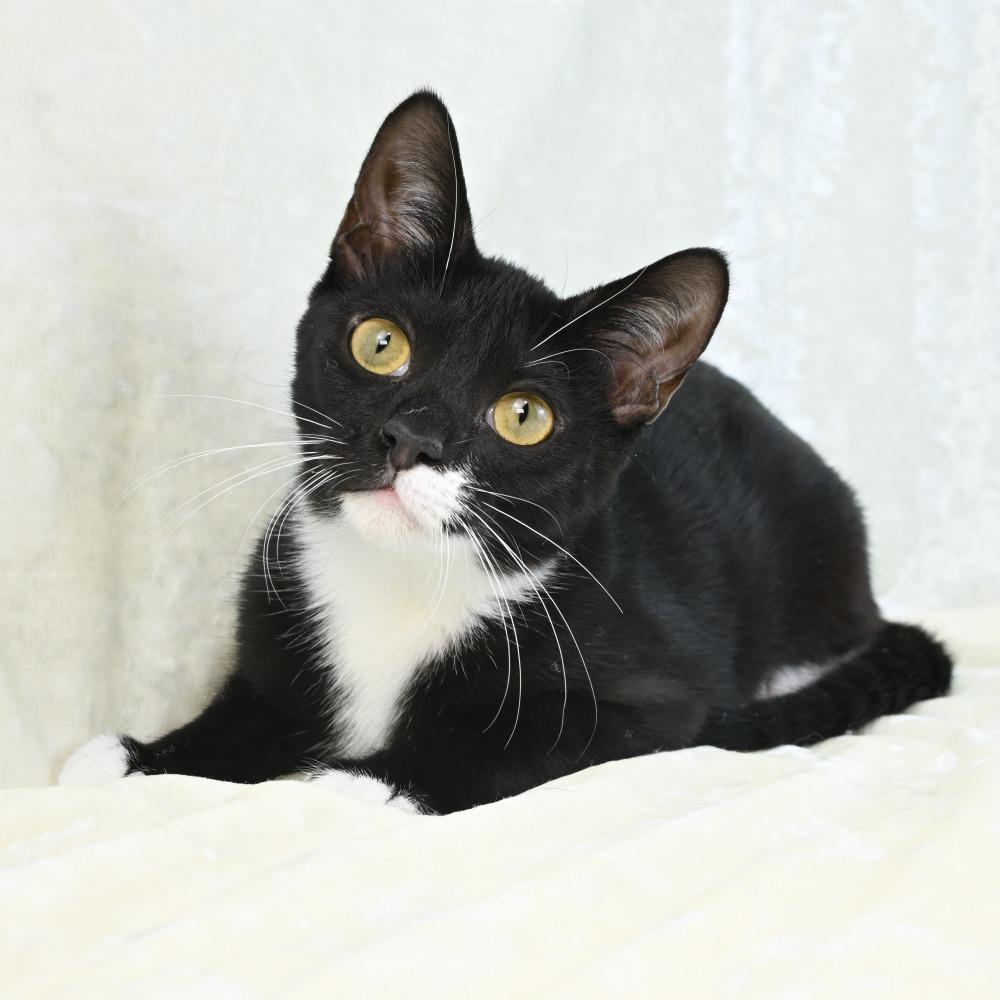 Enlarge Bedelia, a Adoptable Domestic Short Hair in Mobile, AL image 6/6