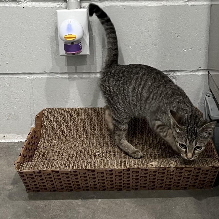 Cayenne, a Adoptable Domestic Short Hair in Richmond Hill, GA image 1/6