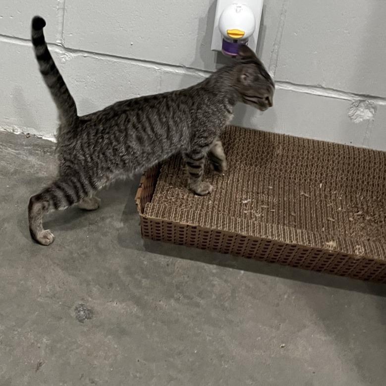 Cayenne, a Adoptable Domestic Short Hair in Richmond Hill, GA image 2/6