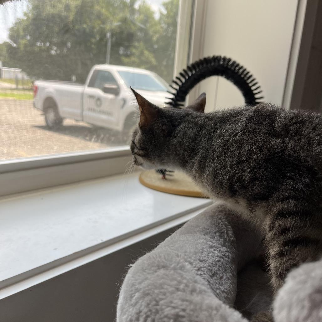 Cayenne, a Adoptable Domestic Short Hair in Richmond Hill, GA image 4/6
