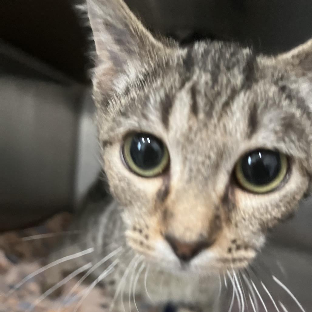 Cayenne, a Adoptable Domestic Short Hair in Richmond Hill, GA image 5/6