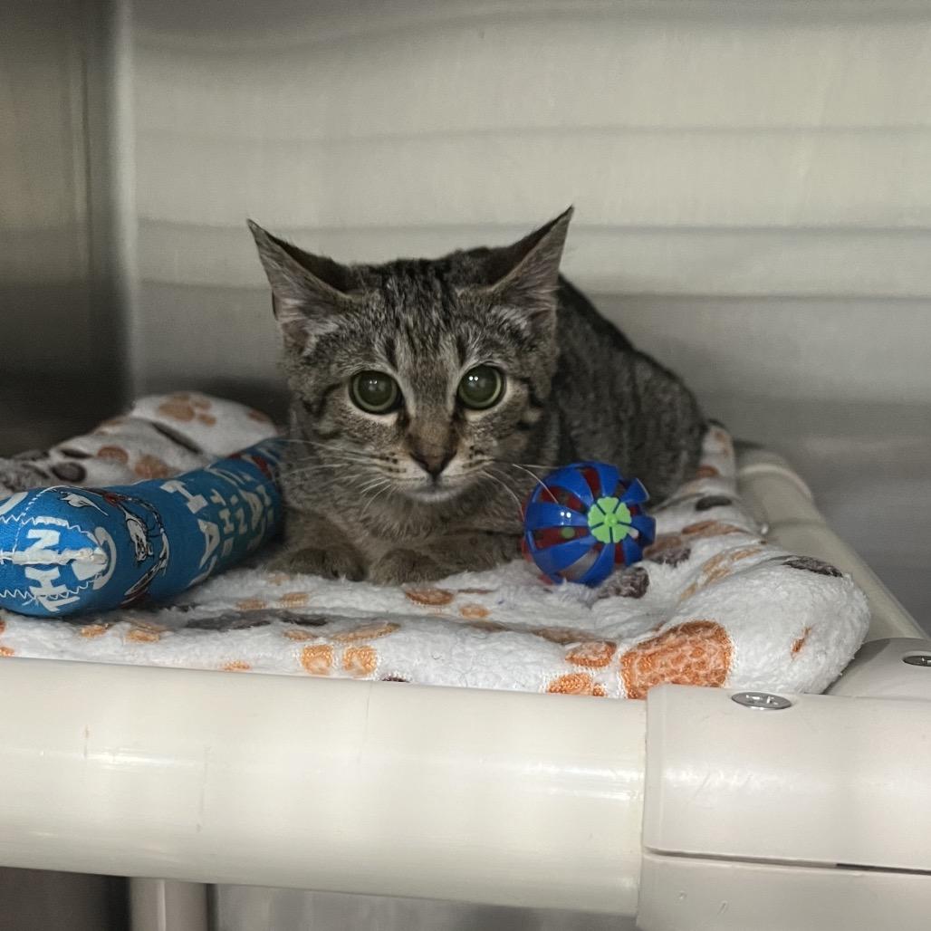 Cayenne, a Adoptable Domestic Short Hair in Richmond Hill, GA image 6/6