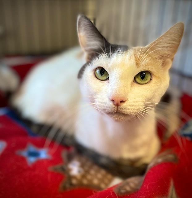 Rue, Adoptable, Adult Female Domestic Short Hair.