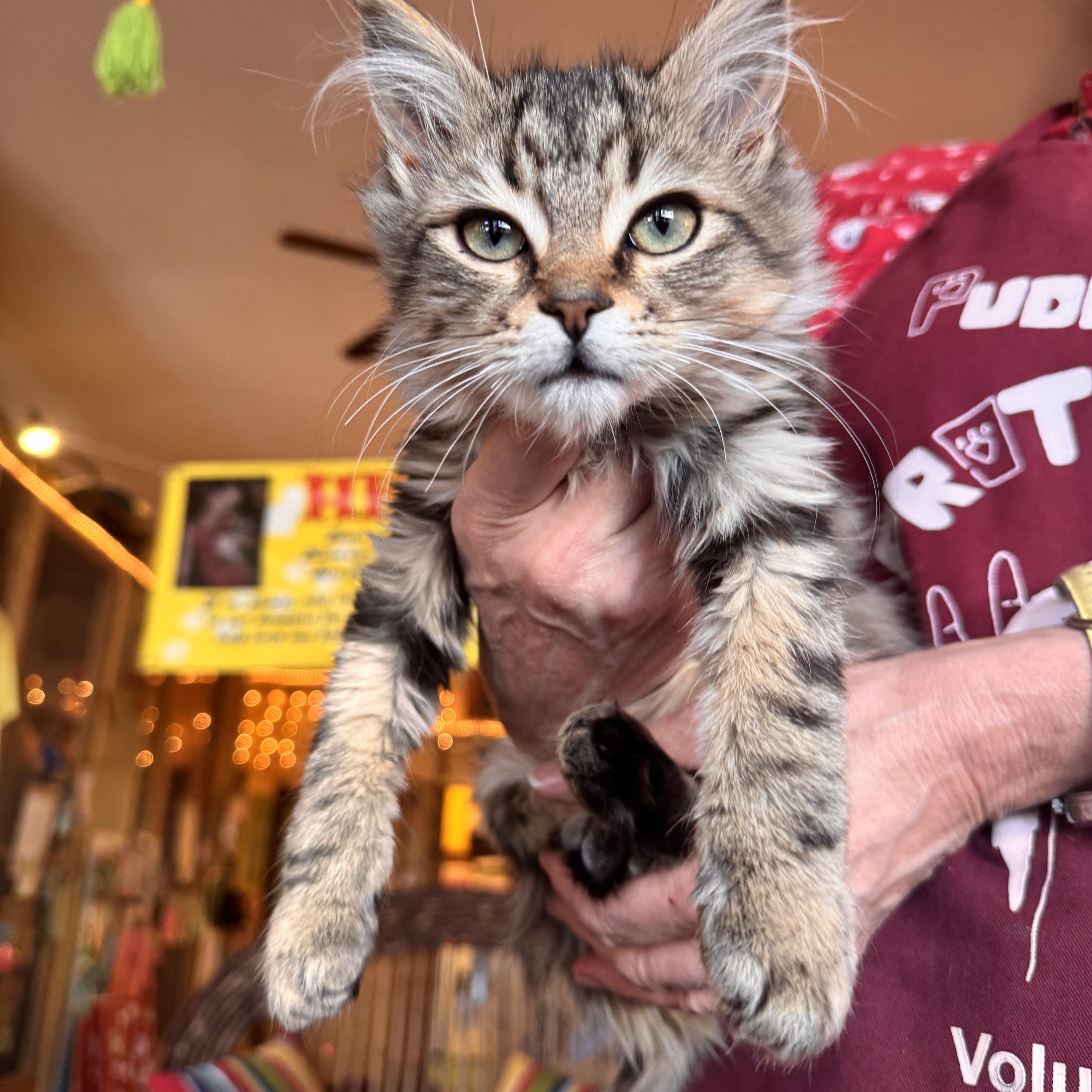 Enlarge Priscilla , an adopted Domestic Long Hair in Memphis, TN image 1/4