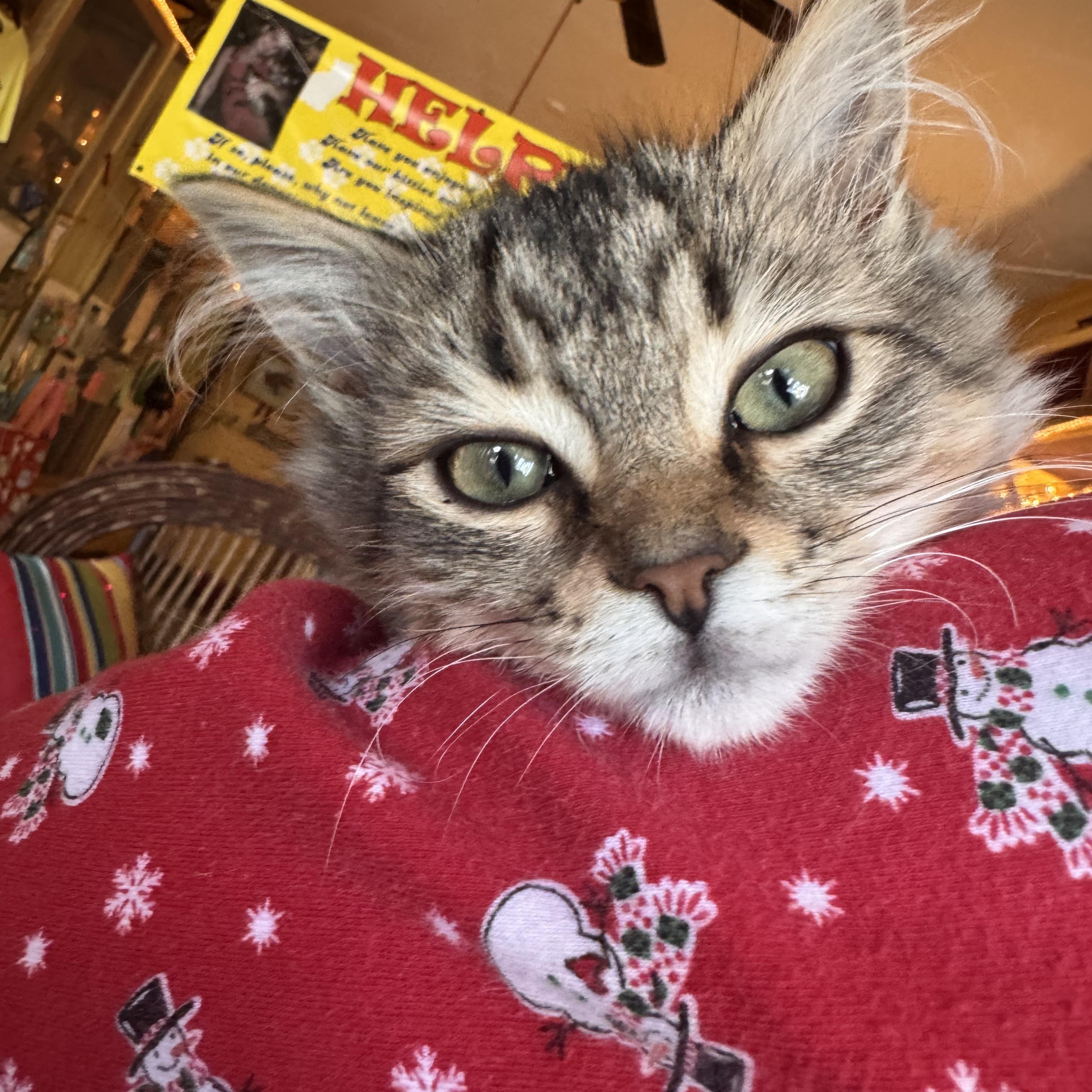 Enlarge Priscilla , an adopted Domestic Long Hair in Memphis, TN image 3/4