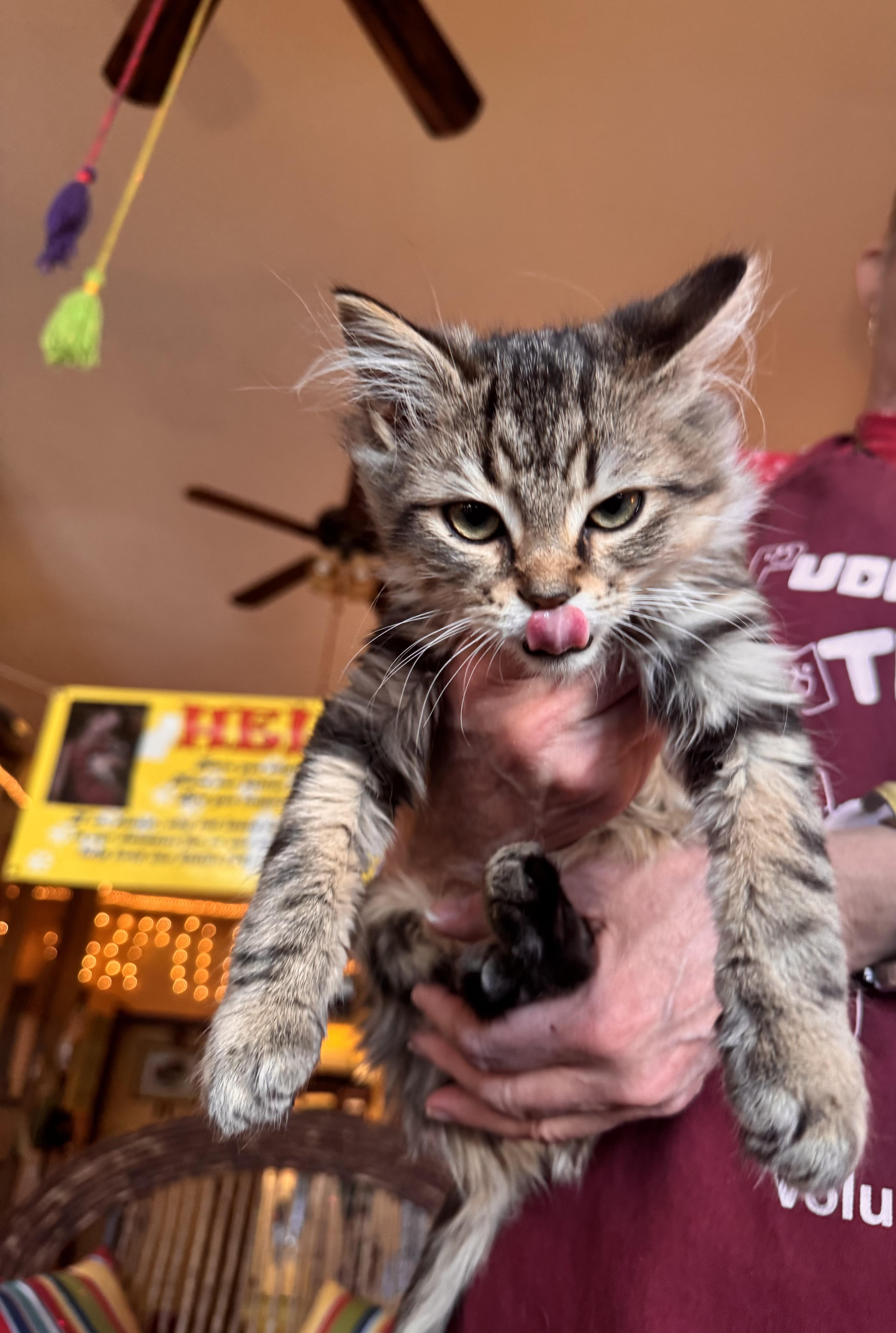 Enlarge Priscilla , an adopted Domestic Long Hair in Memphis, TN image 2/4