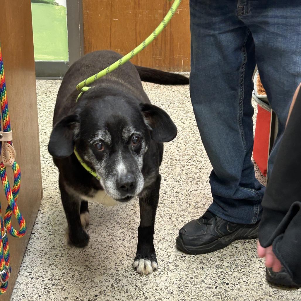 Enlarge Hollis, a Adoptable Mixed Breed in Huntsville, AL image 1/4