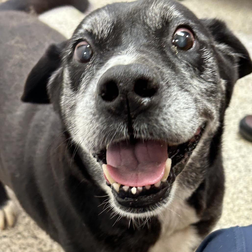 Enlarge Hollis, a Adoptable Mixed Breed in Huntsville, AL image 2/4