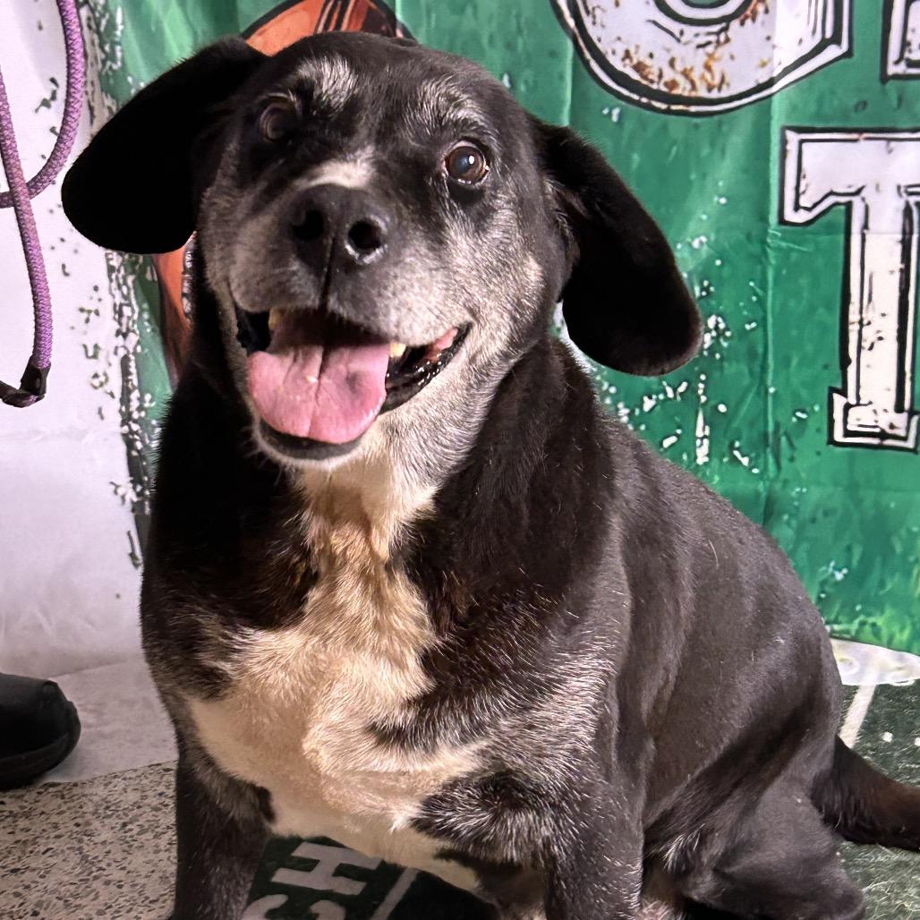 Enlarge Hollis, a Adoptable Mixed Breed in Huntsville, AL image 3/4