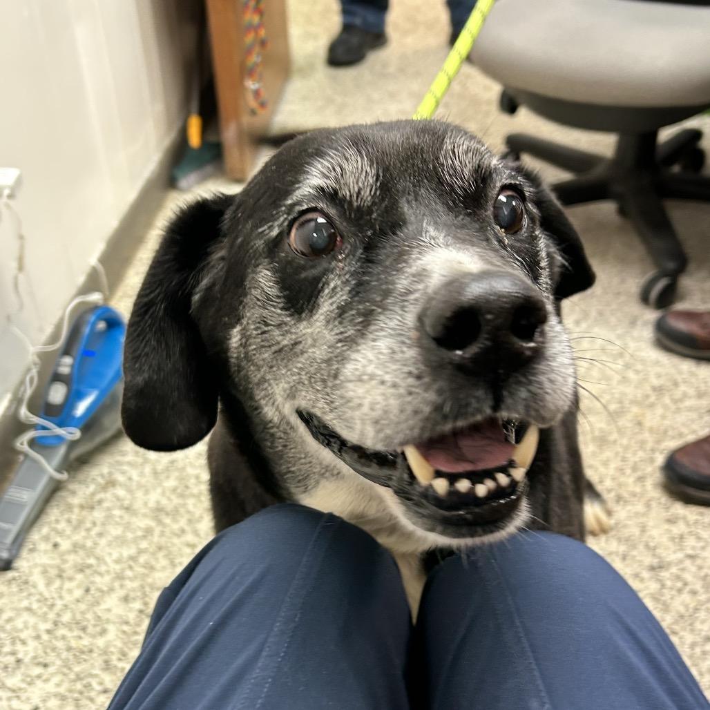 Enlarge Hollis, a Adoptable Mixed Breed in Huntsville, AL image 4/4