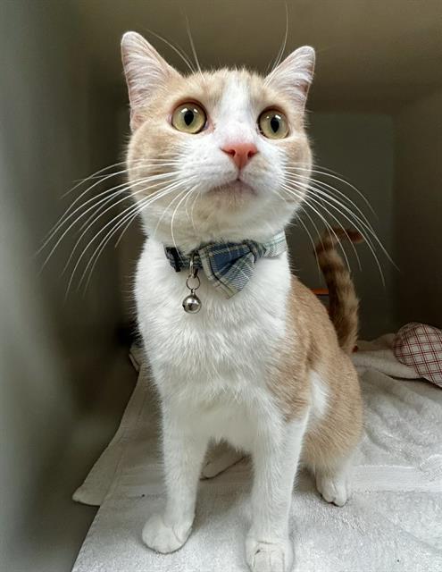 EMMETT, Adoptable, Young Male Domestic Short Hair.