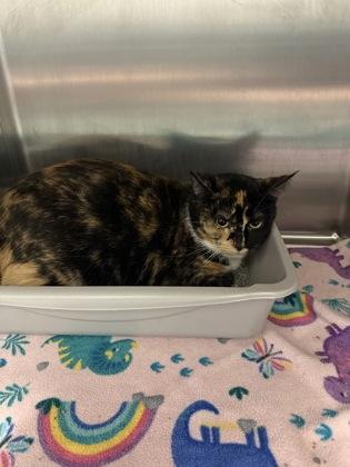 Xen, Adoptable, Adult Female Domestic Short Hair & Domestic Short Hair.
