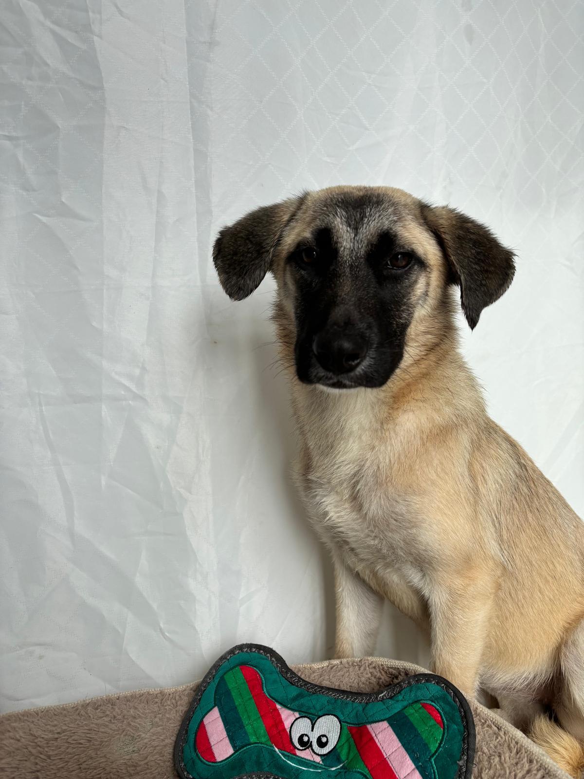 Lake, an adoptable Mixed Breed in San Juan, PR_image-1