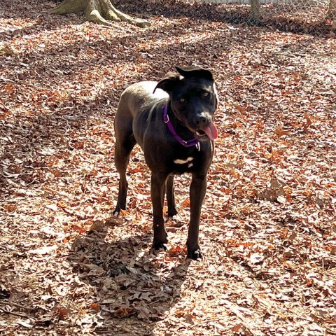 Dahlia, an adoptable Pit Bull Terrier, Belgian Shepherd / Malinois in Blairsville, GA, 30512 | Photo Image 1