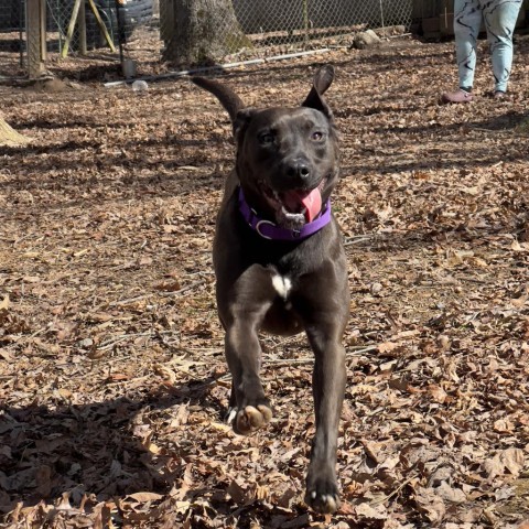 Dahlia, an adoptable Pit Bull Terrier, Belgian Shepherd / Malinois in Blairsville, GA, 30512 | Photo Image 5