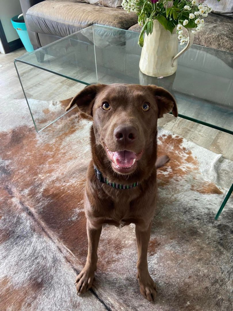 Echo (located in BC), Adopted, Adult Female Labrador Retriever.