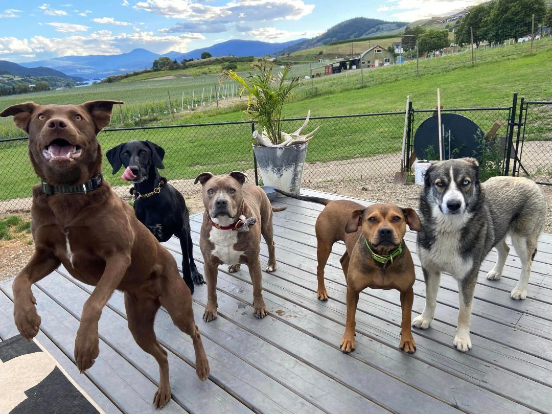 Enlarge Echo (located in BC), a Adopted mixed breed in Abbotsford, BC image 2/3