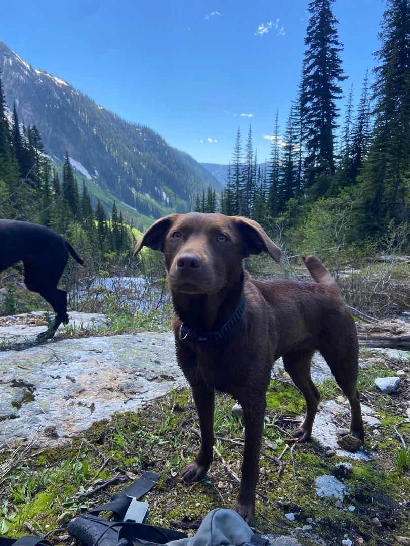 Enlarge Echo (located in BC), a Adopted mixed breed in Abbotsford, BC image 3/3