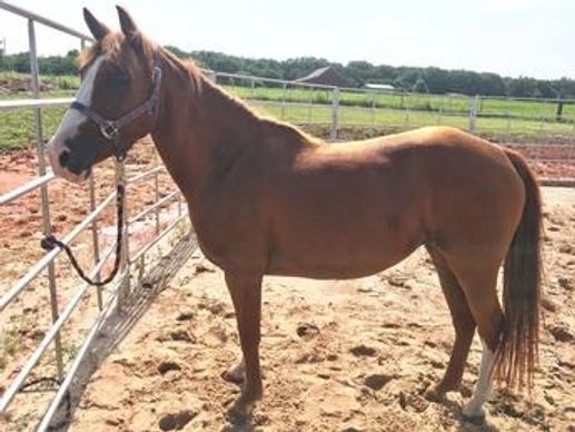 Ginger-Oklahoma ONLY photo 2
