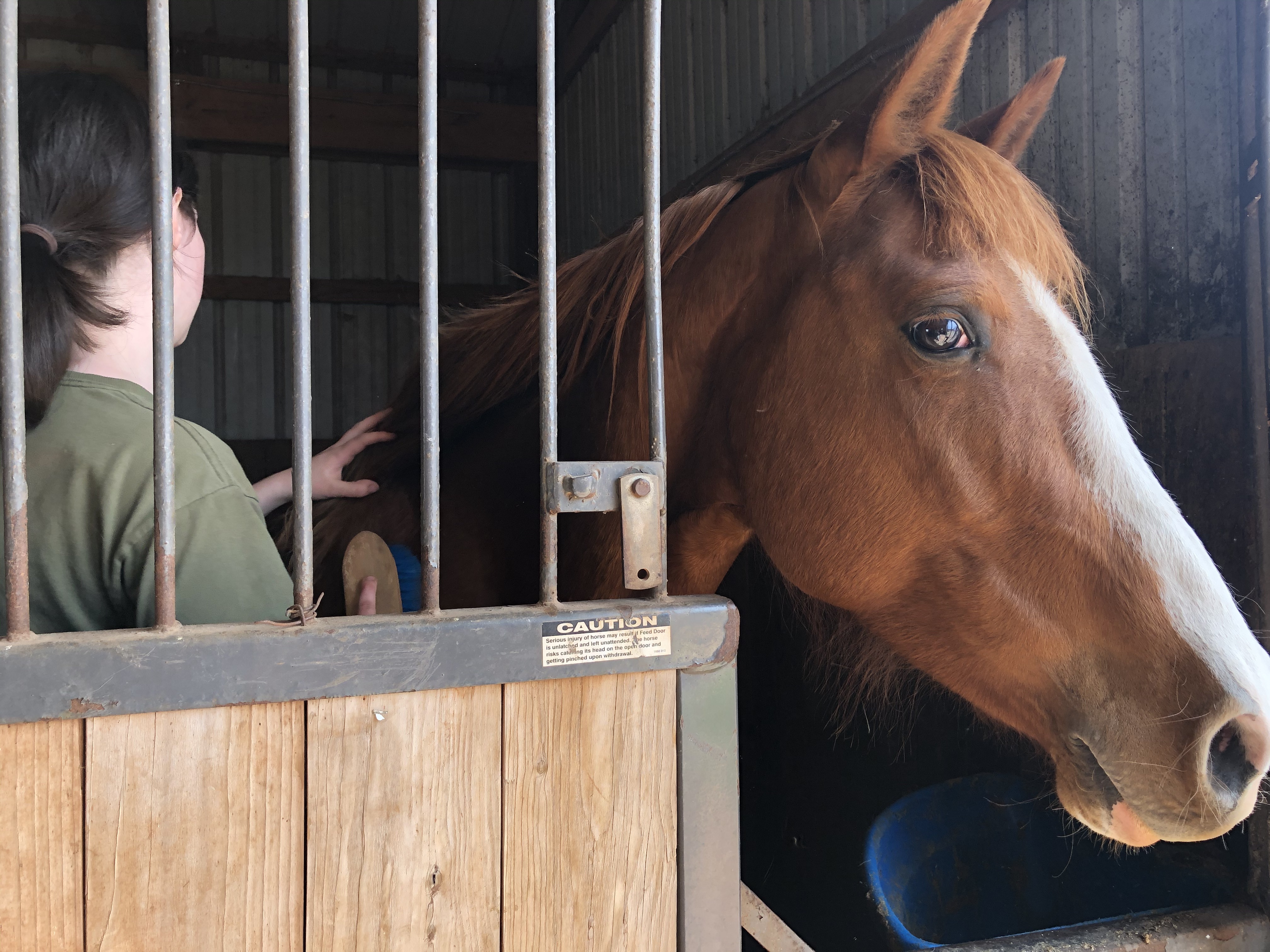 Enlarge Ginger-Oklahoma ONLY, a Adoptable Quarterhorse in Guthrie, OK image 1/1