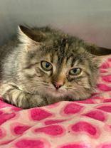 Enlarge Munchkin, a ADOPTABLE American Shorthair in Jackson, MI image 1/1