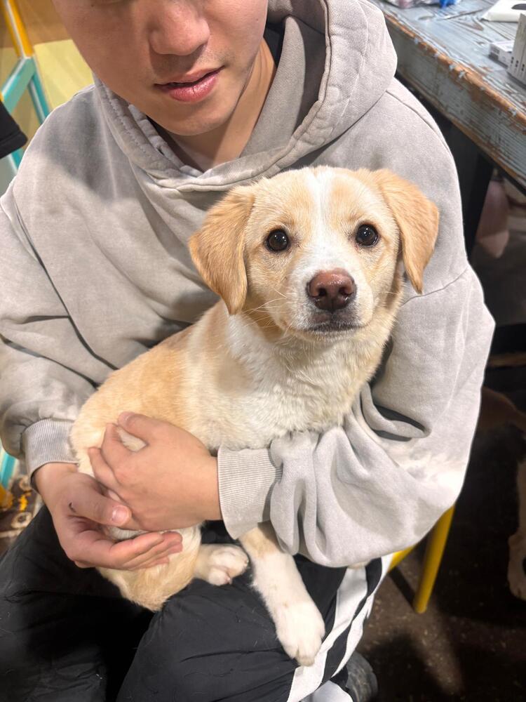 Butter, Adoptable, Puppy Male Mixed Breed.