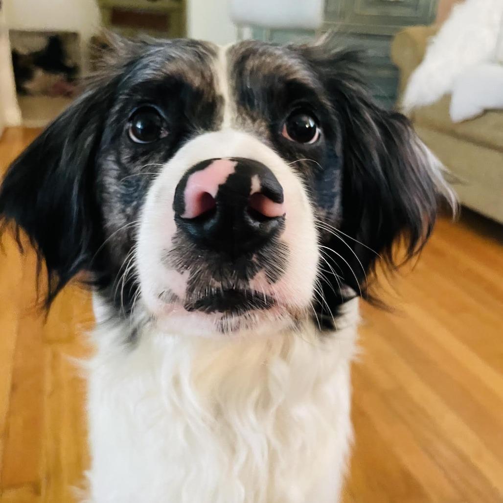Finn, Adoptable, Adult Male Australian Shepherd & English Springer Spaniel.