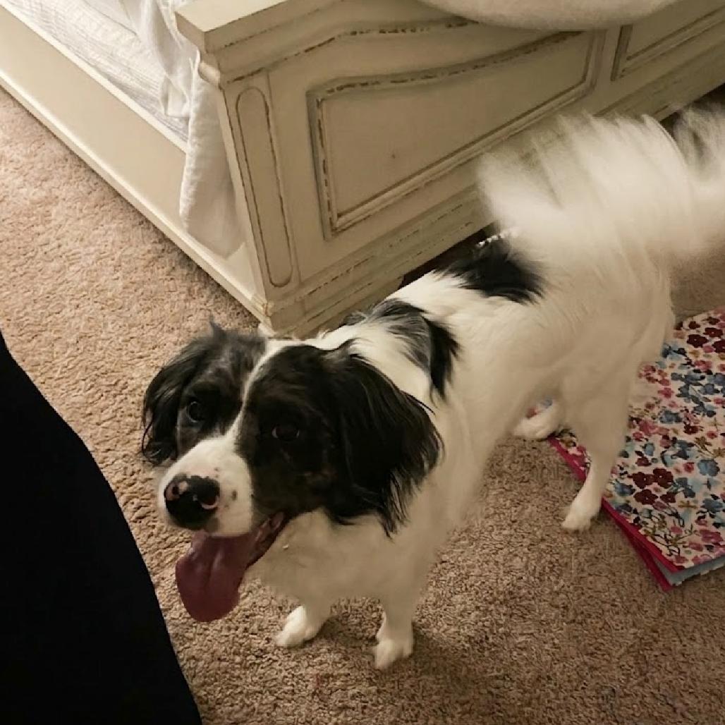 Enlarge Finn, a Adoptable mixed breed in Bellingham, WA image 2/2
