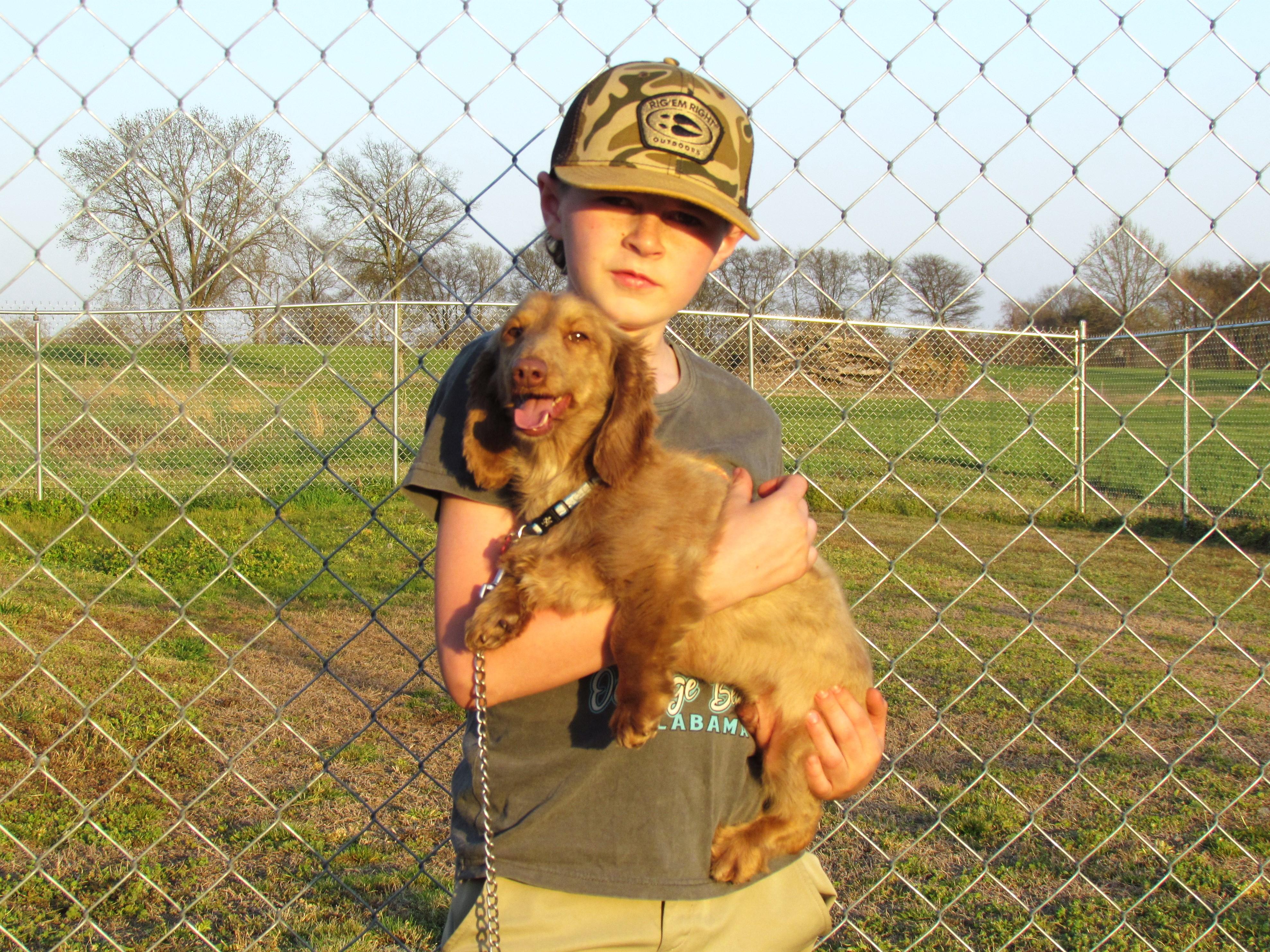 Enlarge FREDDIE, an adopted Dachshund (Long Haired) in Newburgh, NY image 4/6