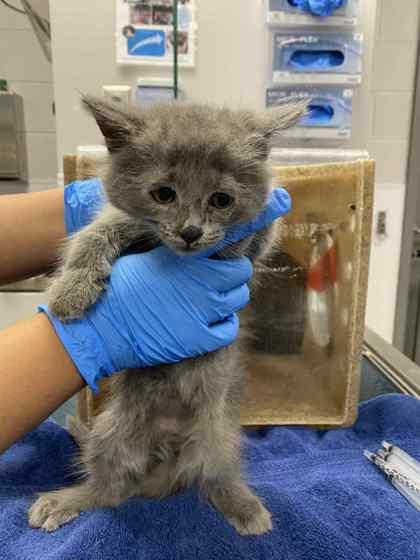 Enlarge Neville, a Adoptable Domestic Short Hair in Gastonia, NC image 1/1