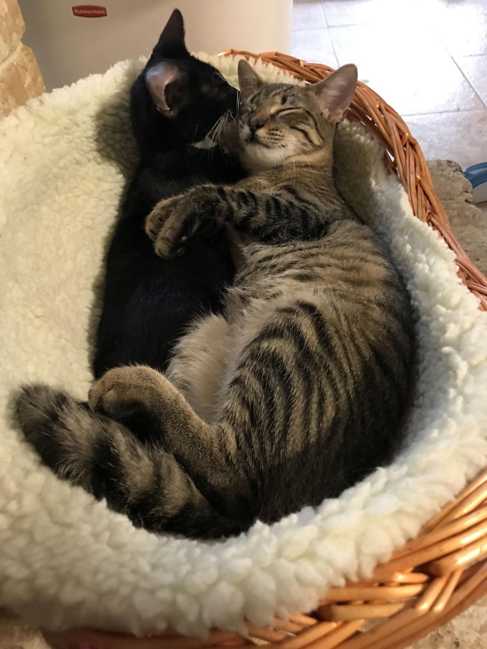 ROXIE, Adoptable, Young Female Tuxedo & Domestic Short Hair.