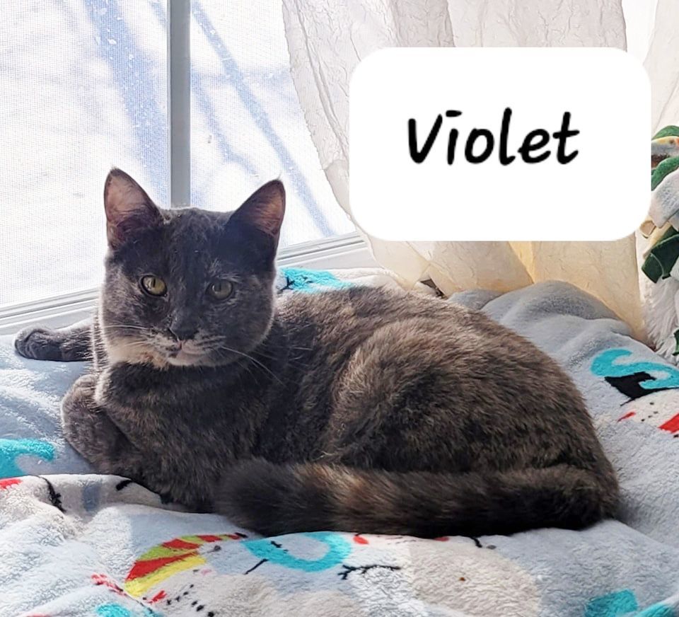 Violet, Baby Female Dilute Tortoiseshell