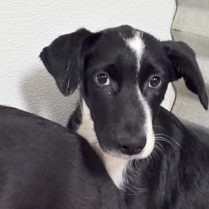 Filbert, Adoptable, Puppy Male Collie & Black Labrador Retriever.