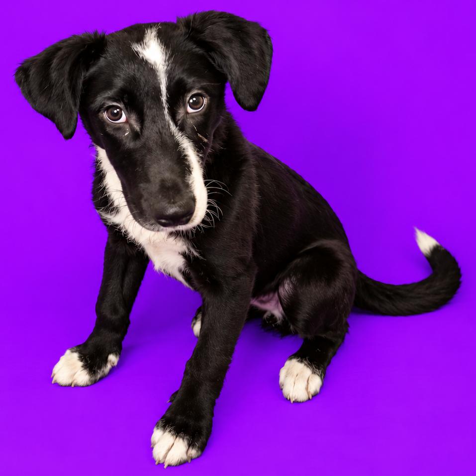 Enlarge Filbert, a Adoptable mixed breed in North Myrtle Beach, SC image 2/2