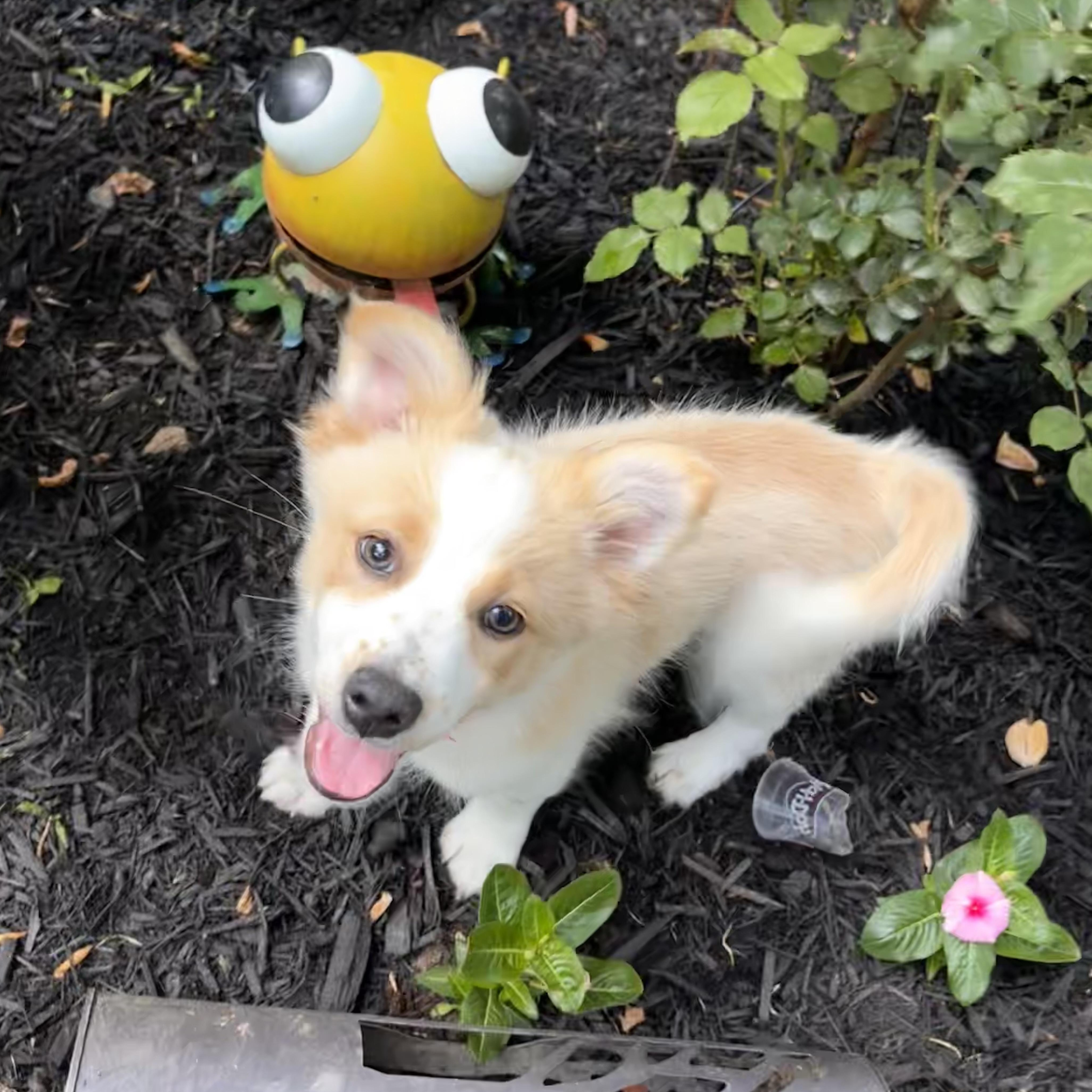 Rolie, adopted, Puppy Male Corgi.