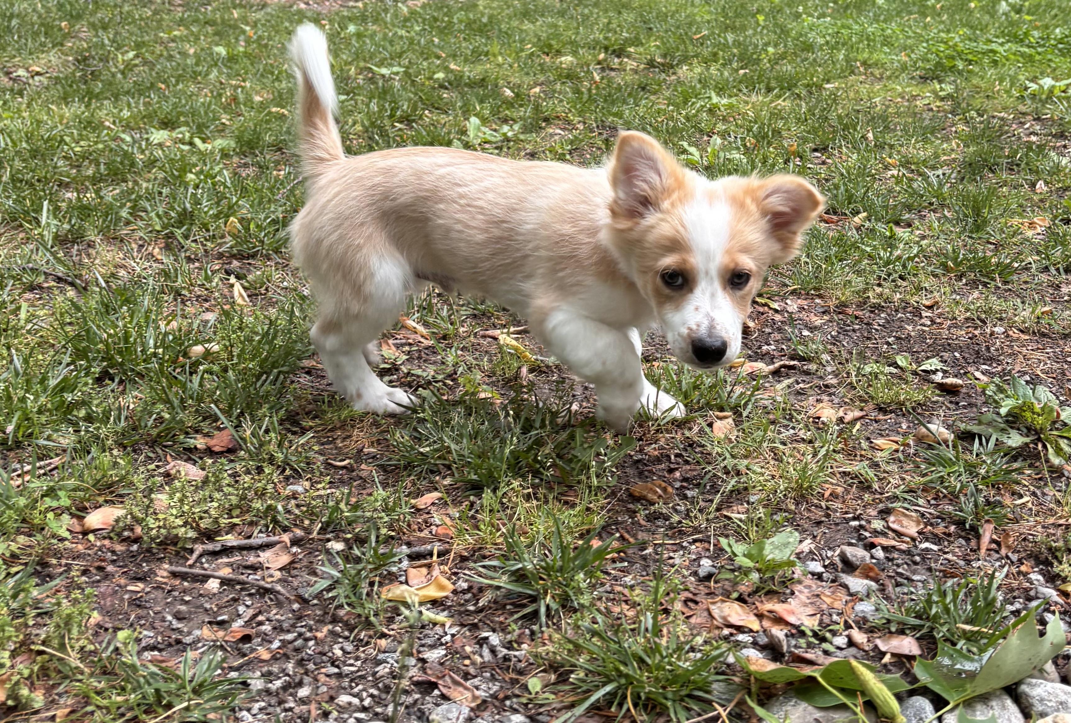 Rolie, an adopted mixed breed in Columbia, MD image 5/5