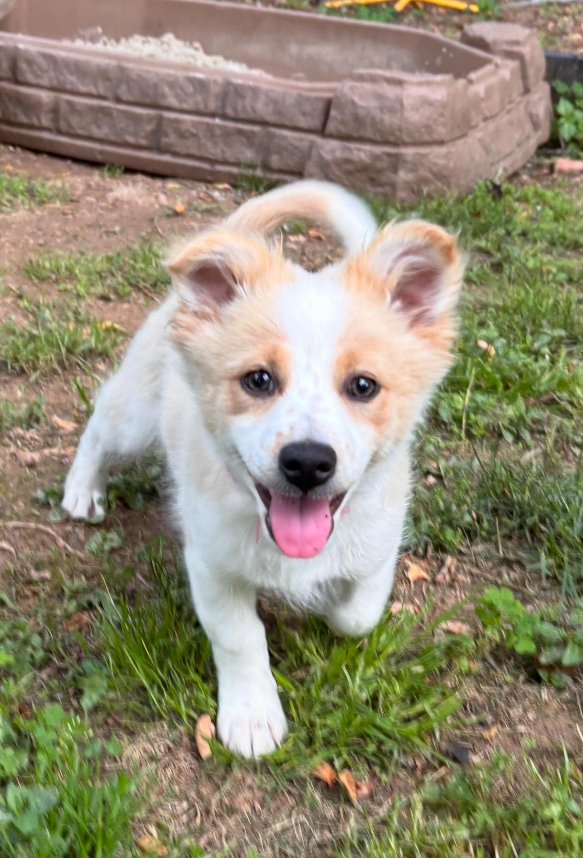 Rolie, an adopted mixed breed in Columbia, MD image 2/5