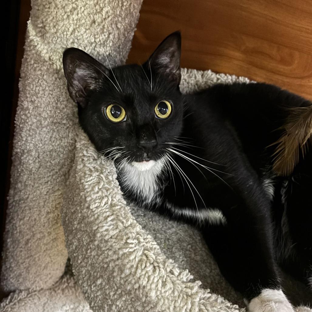 Cleo, Adoptable, Adult Female Domestic Short Hair.